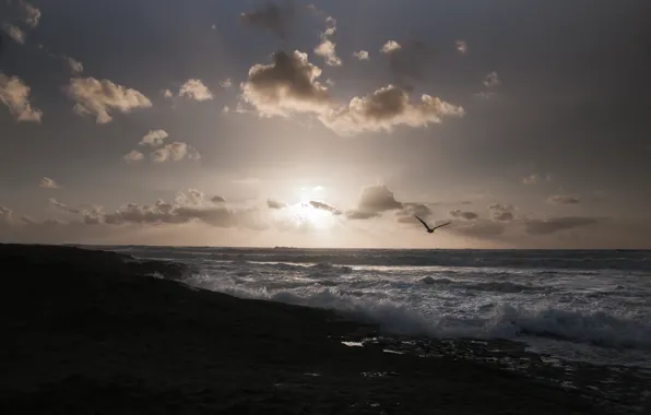 Picture sea, beach, the sun, birds, seagulls, morning, horizon