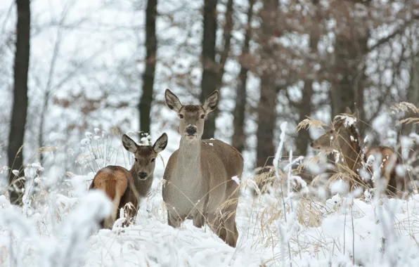 Picture winter, forest, grass, snow, trees, deer, bokeh