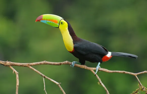 Picture color, eyes, colors, branch, beak, Toucan, eye, branch, toucan, beak
