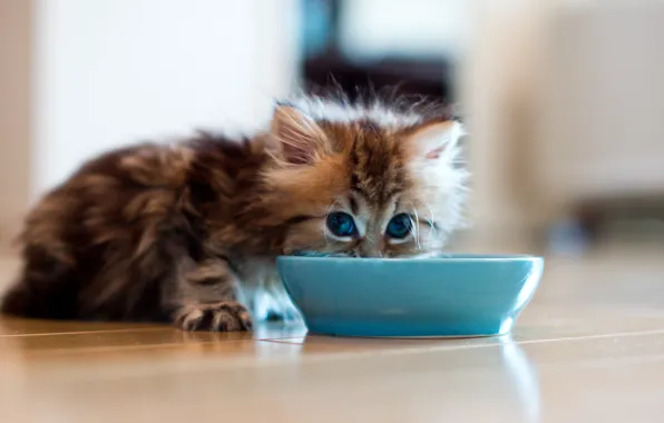 Picture cat, kitty, blur, floor, bowl, saucer, Daisy, Ben Torode