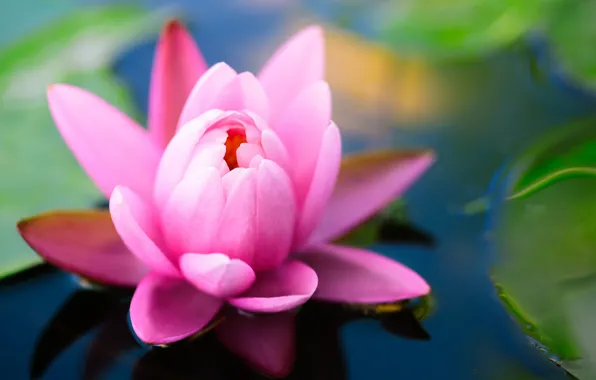 Picture flower, leaves, pond, pink, Lotus, Lily, green, water Lily