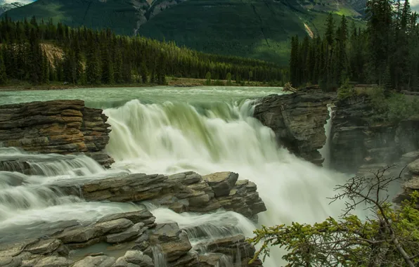 Picture forest, trees, river, stones, waterfall, Canada, Albert, Jasper, Alberta, Canada, Jasper National Park, Jasper national …