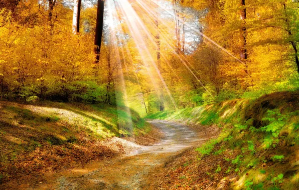 Picture road, autumn, forest, rays, nature, beautiful, the sun