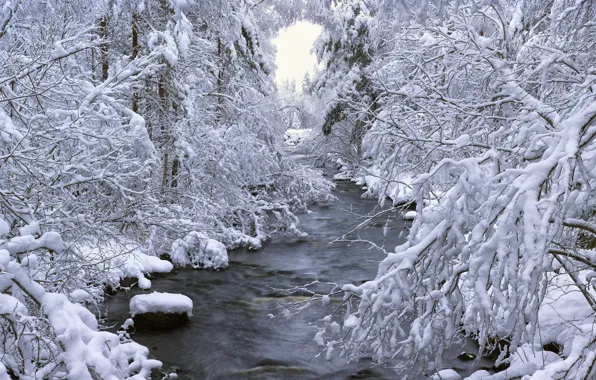 Picture winter, forest, snow, trees, river, Sweden, Sweden, Dalarna, Böle