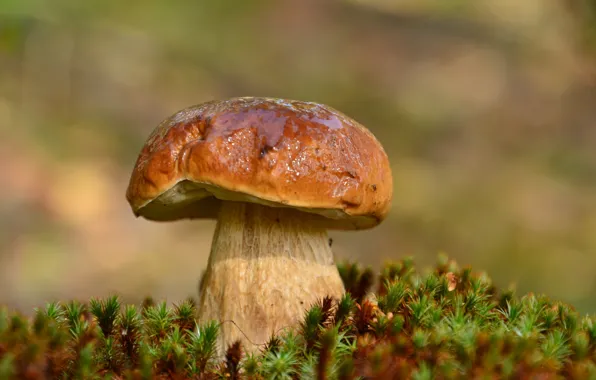 Picture mushroom, moss, Borovik