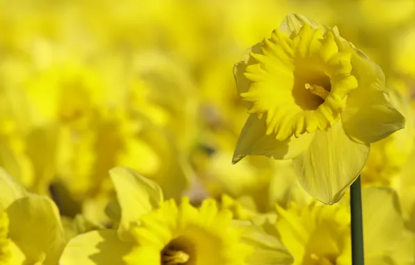 Picture yellow, background, daffodils