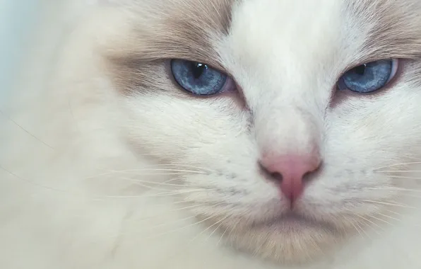 Picture cat, look, muzzle, blue eyes, Ragdoll