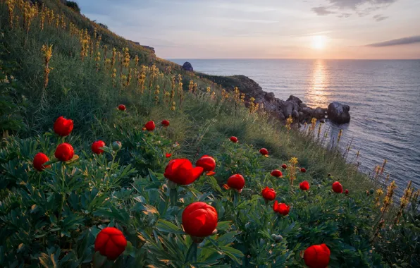 Picture sea, flowers, shore
