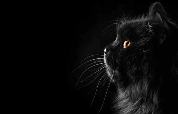 Picture Cat, Black background, Background, Black, Cat, Fon, Silhouette