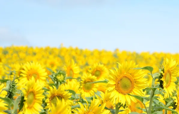 Wallpaper sunflowers, yellow, background, yellow, beautiful, sunflowers  images for desktop, section цветы - download