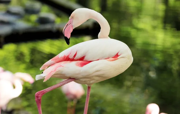 Picture pink, feathers, Flamingo