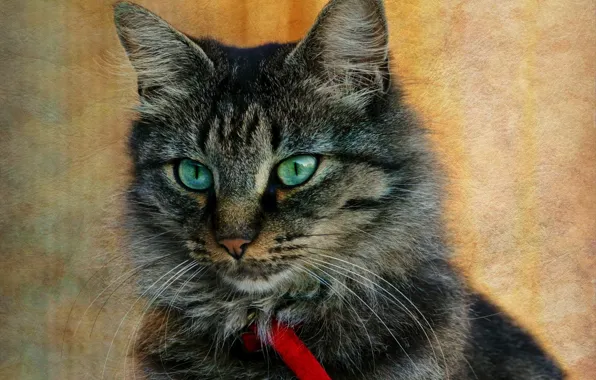 Picture cat, cat, grey, background, portrait, texture, collar, striped