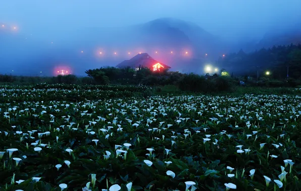 Picture field, flowers, mountains, night, lights, fog, house, Kala