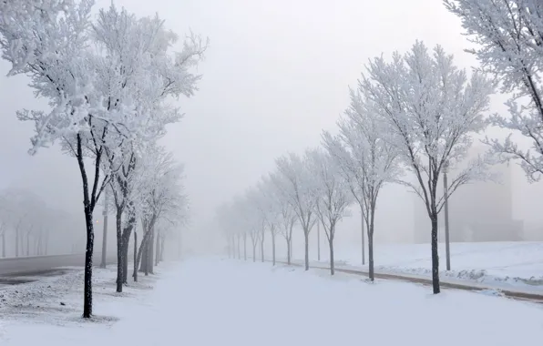 Picture winter, road, snow, trees, nature, fog, alley