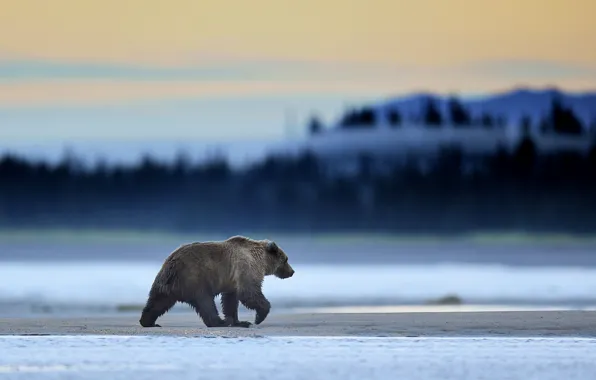 Picture Alaska, Predator, Sunrise, Wild, Lake, Bear, Clark, Mammal, Grizzly, Mmorning, Wildlife