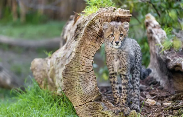 Picture cat, grass, Cheetah, snag, cub, kitty, ©Tambako The Jaguar