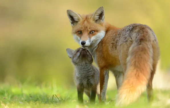 Picture baby, Fox, mom, Fox, Fox