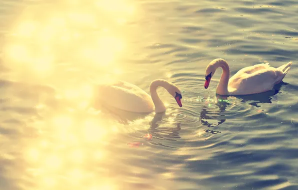 Picture birds, lake, swan, swans, lake, animal