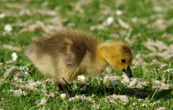 Picture grass, blur, chick, Gosling