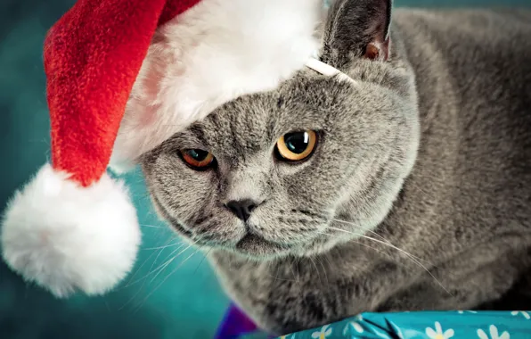 Picture cat, cat, grey, hat, serious, cap, British, British, Christmas