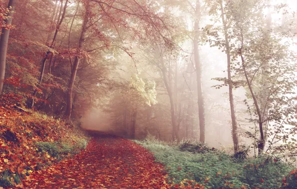 Picture forest, trees, nature, autumn, leaves, fog, woods, trail, path, foggy, fall
