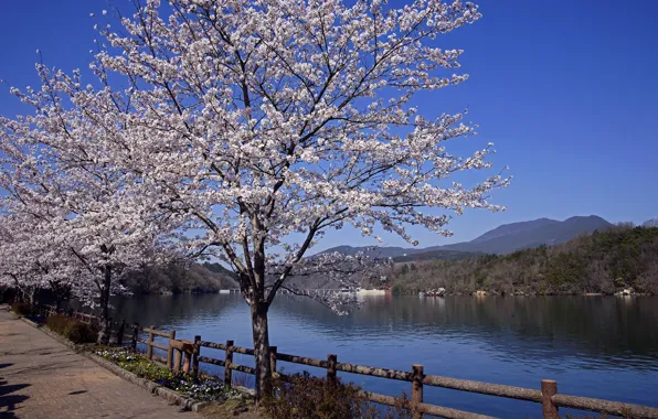 Picture river, spring, Japan, Sakura