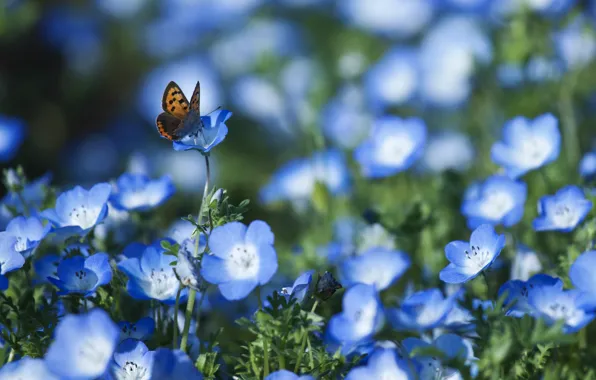 Picture field, flowers, butterfly, petals, blur, blue, Nemophila