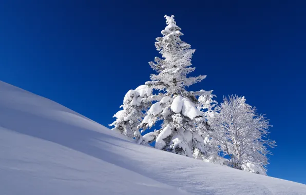 Picture winter, the sky, snow, tree, spruce, slope