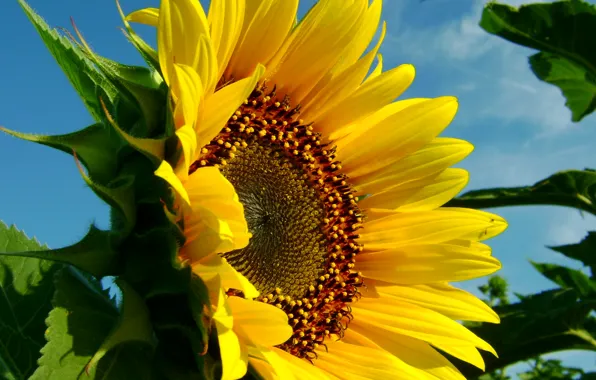 Picture flower, the sky, nature, sheet, sunflower
