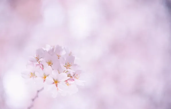 Picture flowers, cherry, sprig, petals, Sakura, pink, white, flowering