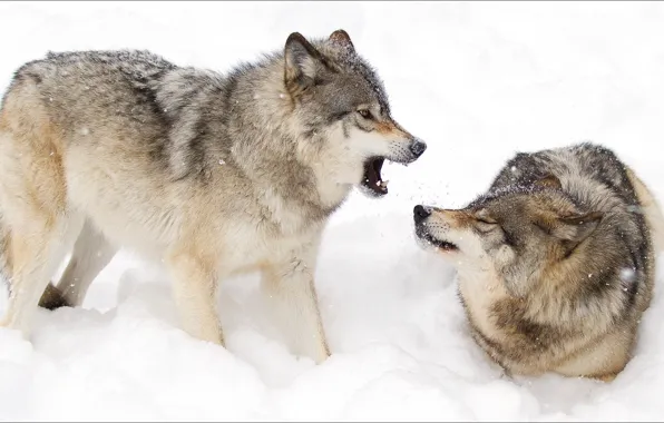 Picture winter, animals, pair, wolves, Nature, animals, winter, woles