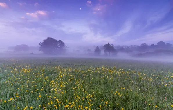 Picture field, the sky, clouds, trees, flowers, fog, dawn, the moon, glade, England, morning, UK, haze
