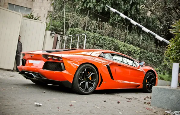 Picture trees, orange, gate, the fence, lamborghini, side view, orange, aventador, lp700-4, Lamborghini, aventador