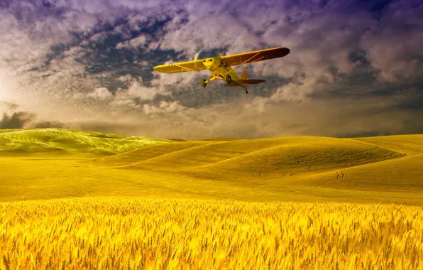 Picture summer, FIELD, YIELD, MEADOW, CEREALS, FLOWERS, NATURE, YIELDS, MATURE, SKY, YELLOW, AEROPLAN