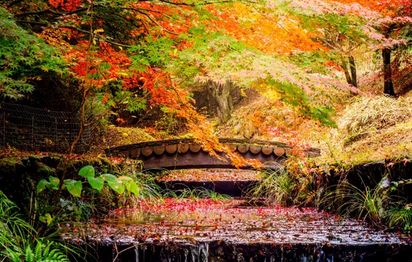 Picture autumn, leaves, trees, bridge, Park, stream, Japan, cascade