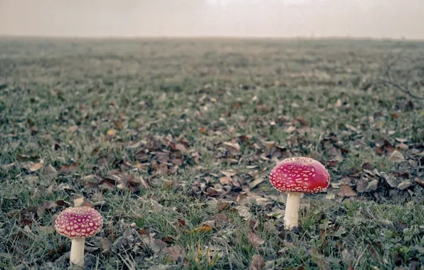 Picture field, nature, mushrooms