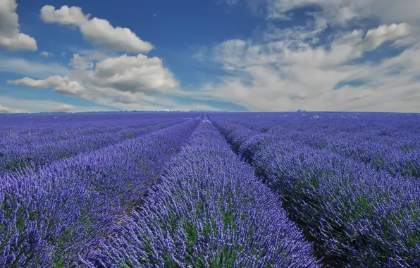 Picture field, clouds, France, France, lavender, Provence, Provence