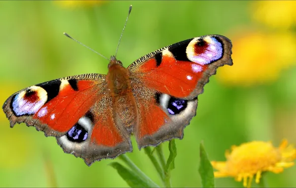 Picture insects, Wallpaper, butterfly, nature, wallpapers, fly, animal