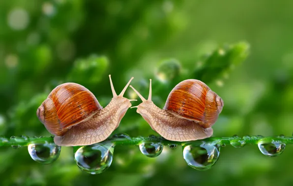 Picture drops, two, snails, stem, pair, bokeh