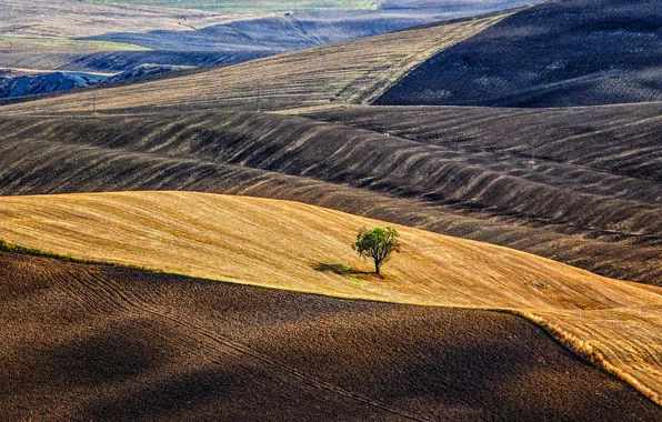 Picture tree, hills, field, Italy, Tuscany