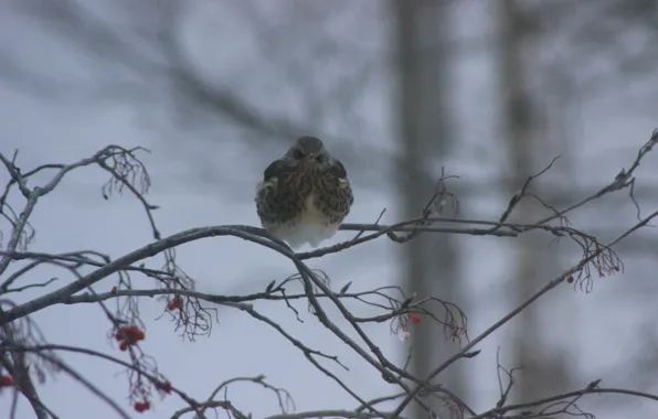 Picture winter, bird, Rowan