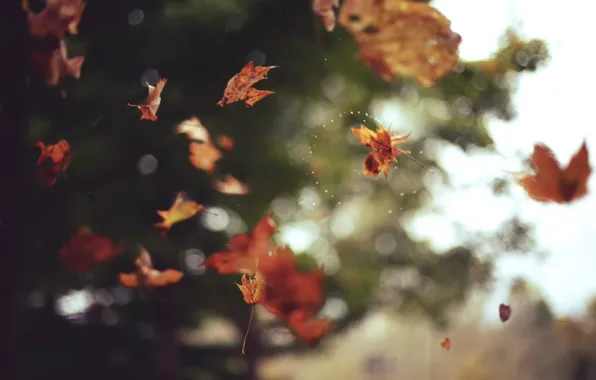 Picture autumn, leaves, bokeh