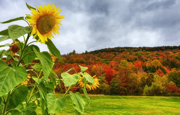 Picture field, autumn, forest, the sky, clouds, mountain, sunflower