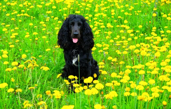 Picture dogs, dog, dandelions, Spaniel, black dog, Cocker Spaniel, dog in flowers, the dandelion field