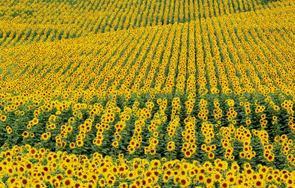 Picture field, flowers, sunflower