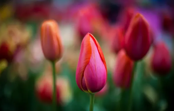 Picture macro, flowers, tulips, red, buds