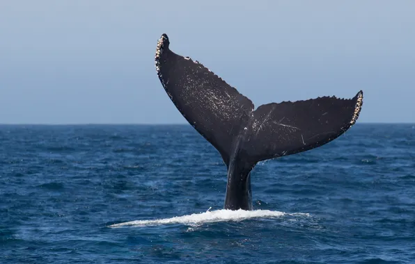 Picture ocean, jumping, whale, humpback, fluke