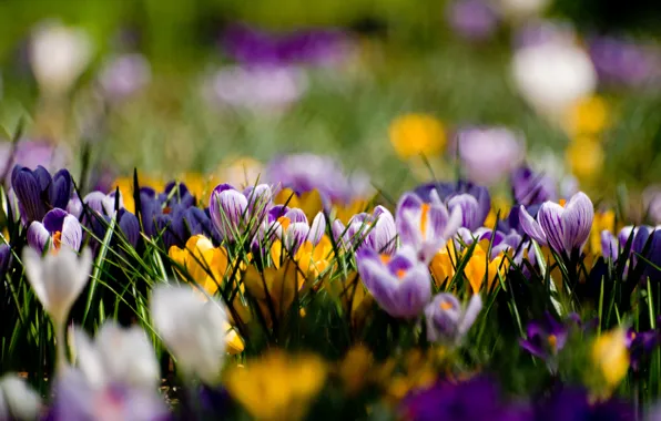 Picture flowers, glade, spring, yellow, purple, crocuses