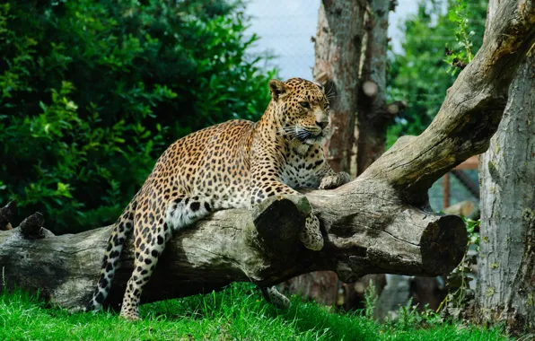 Picture cat, grass, leopard, log