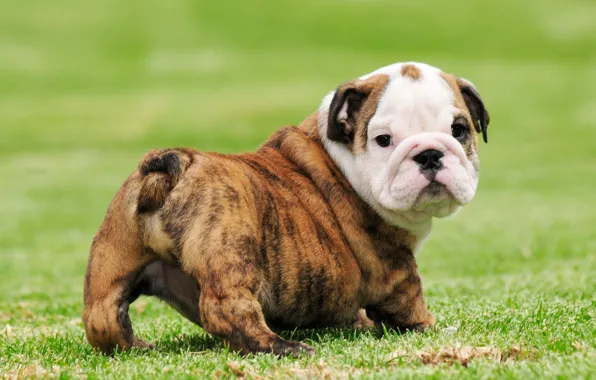 Picture grass, puppy, dog, beautiful, animal, pose, cute, gorgeous, vegetation, sugoi, kuwaii, moe, bulldog, english bulldog, …